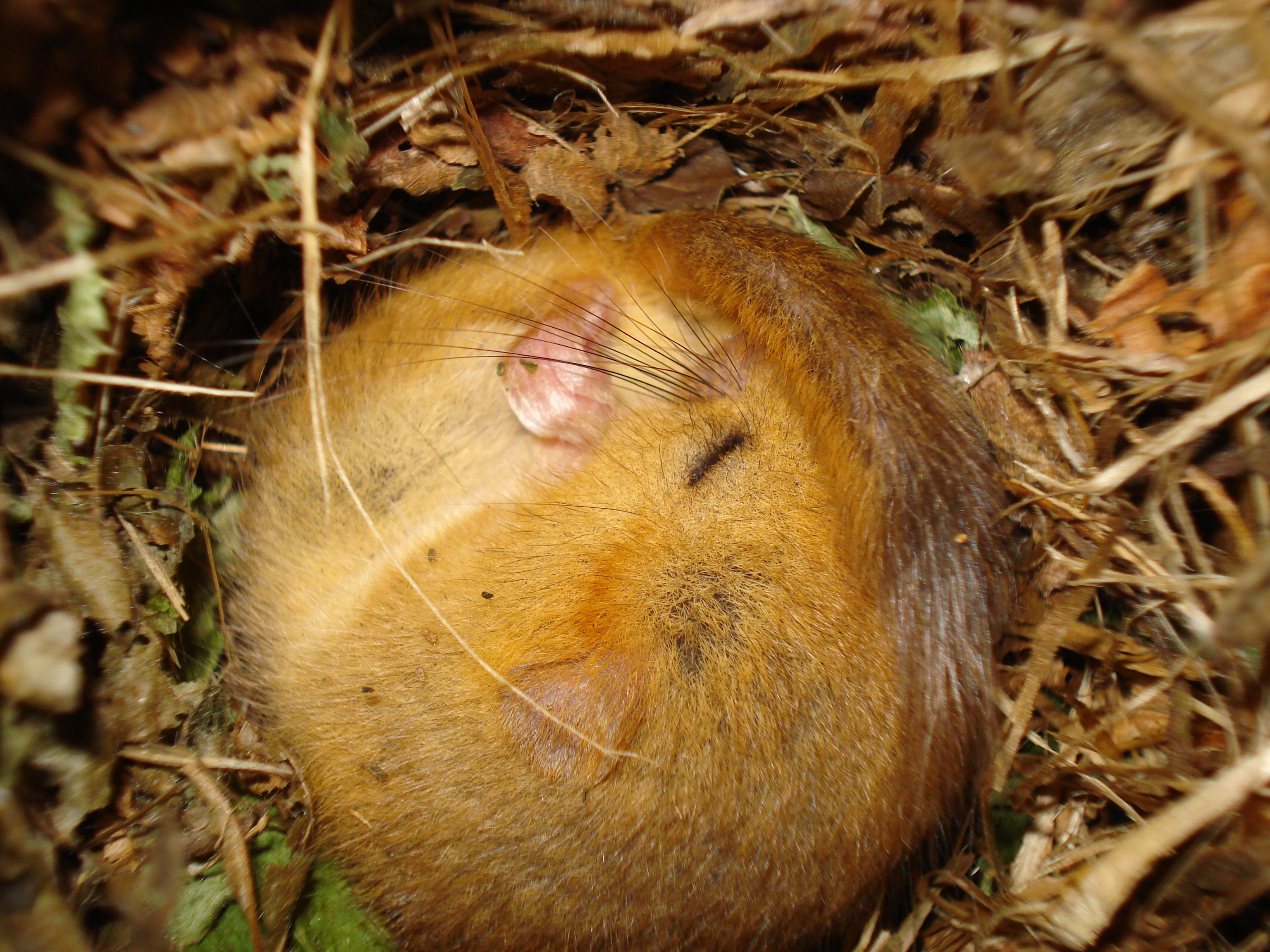 Torpid dormouse (Sarah Slater)